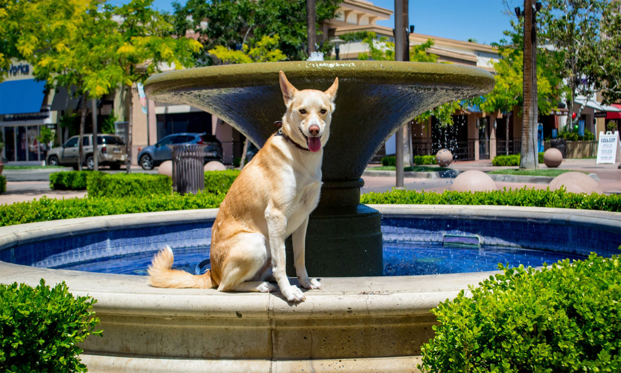 Dog sitting at water fountain
